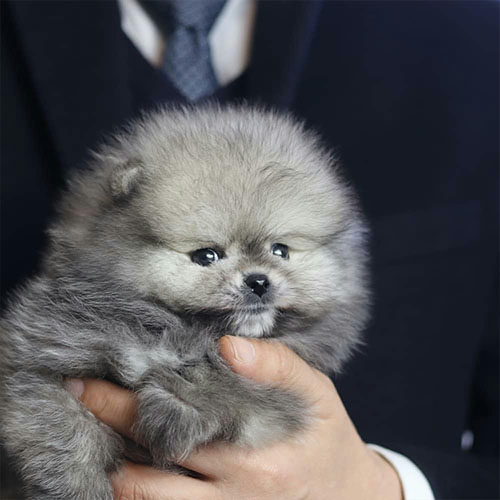 Pomeranian Puppy