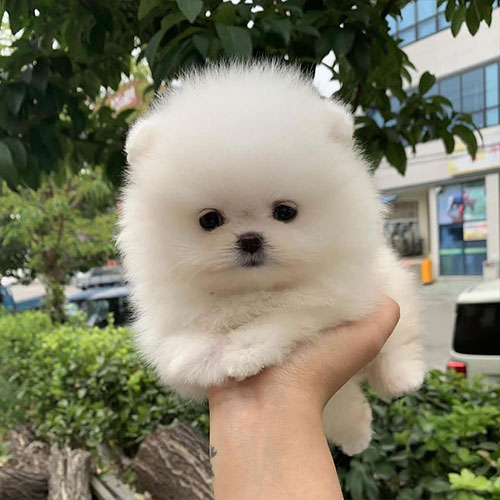 Pomeranian Puppy