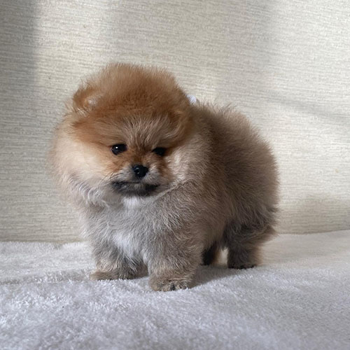 Pomeranian Puppy